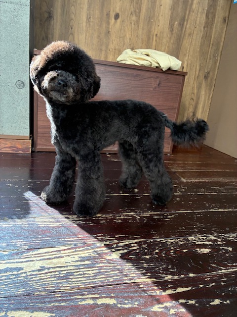 夏ちゃん🐩