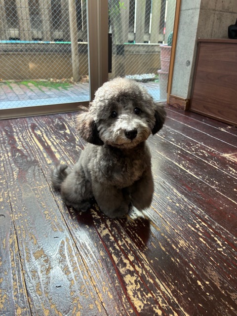 コルクちゃん🐩