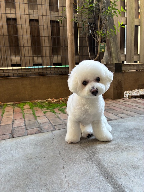 エテちゃん🐶