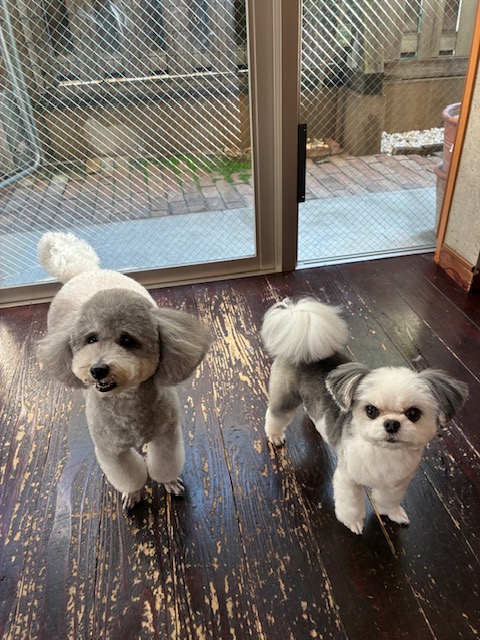 つくしちゃん🐩と豆大福ちゃん🐶