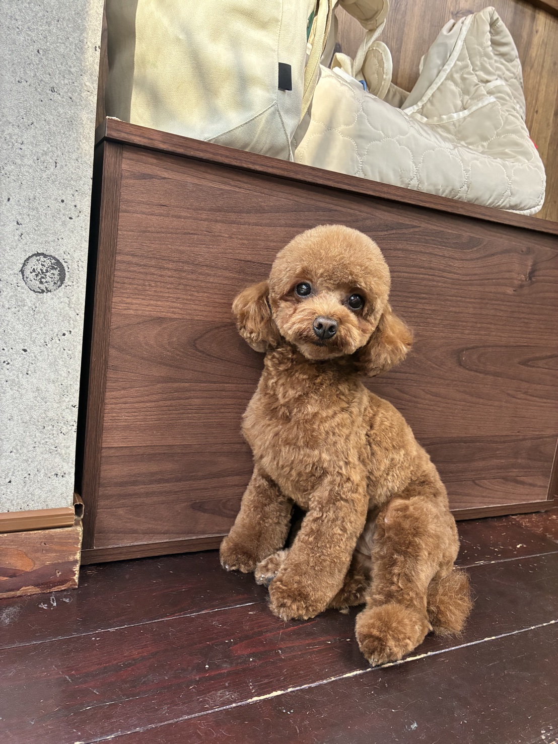 ぽんずちゃん🐩
