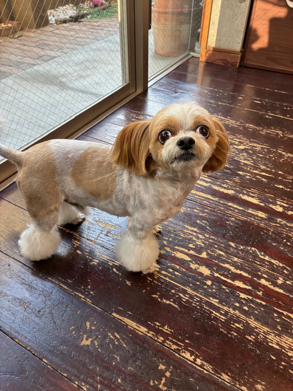 レオンちゃん🐶