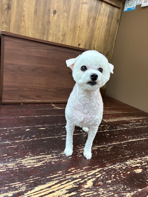 ルゥちゃん🐩