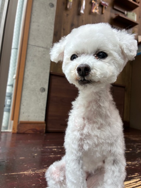 ましゅちゃん🐩