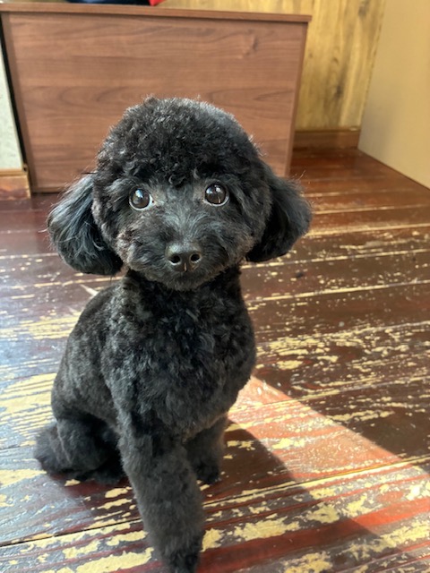 ネロちゃん🐩