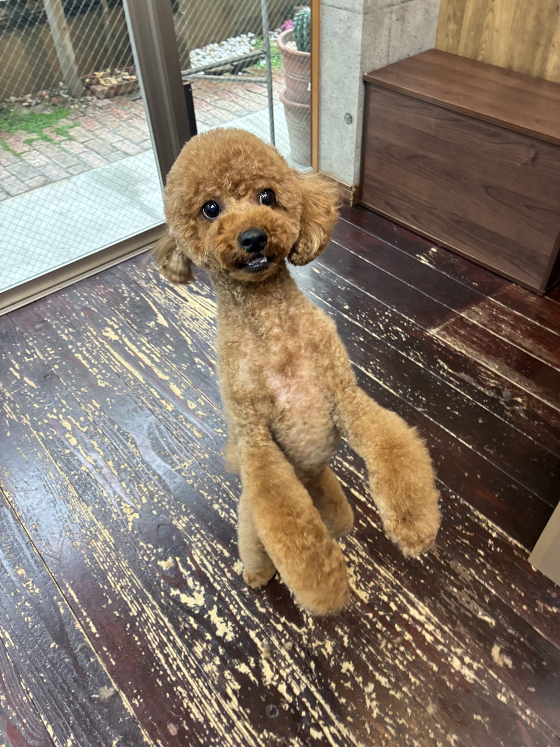 モネちゃん🐩