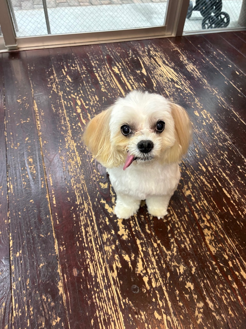 ケラちゃん🐶