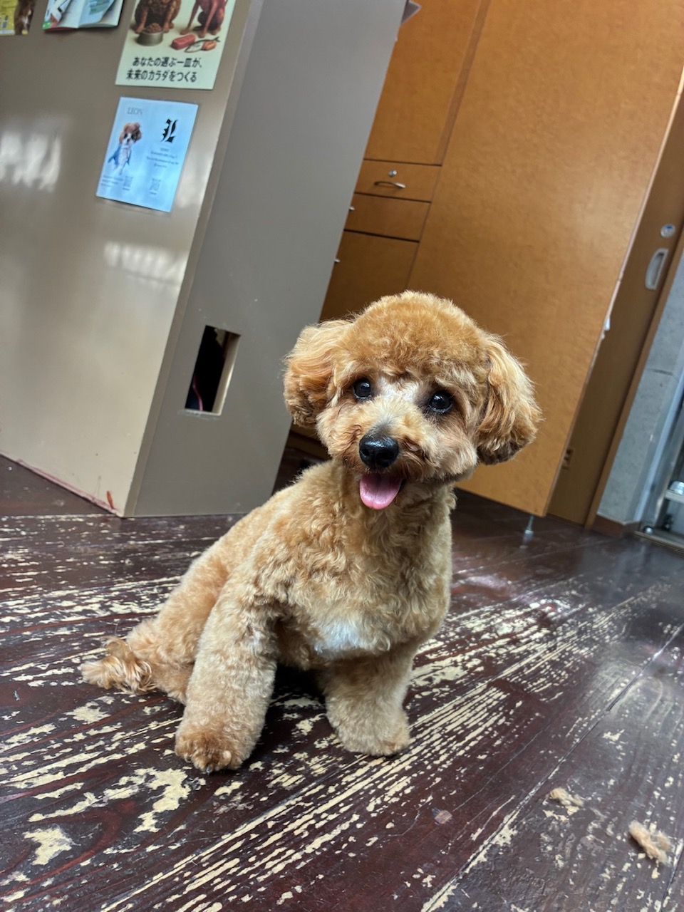 雪ちゃん🐩