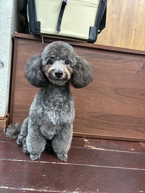 ゆんちゃん🐩