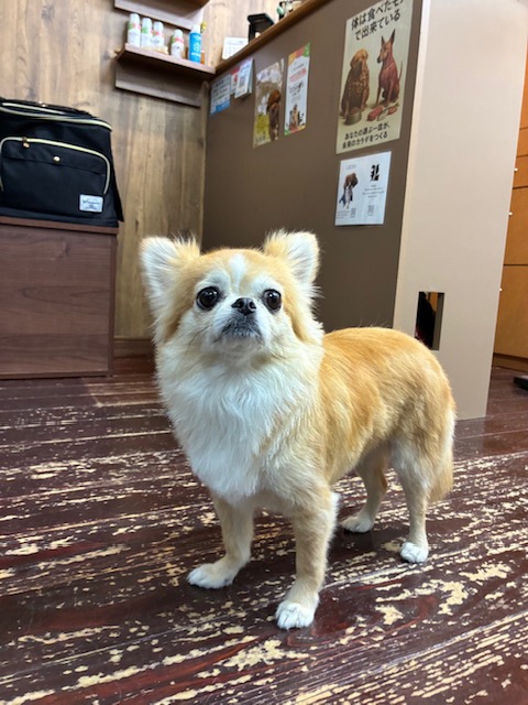 アニーちゃん🐶