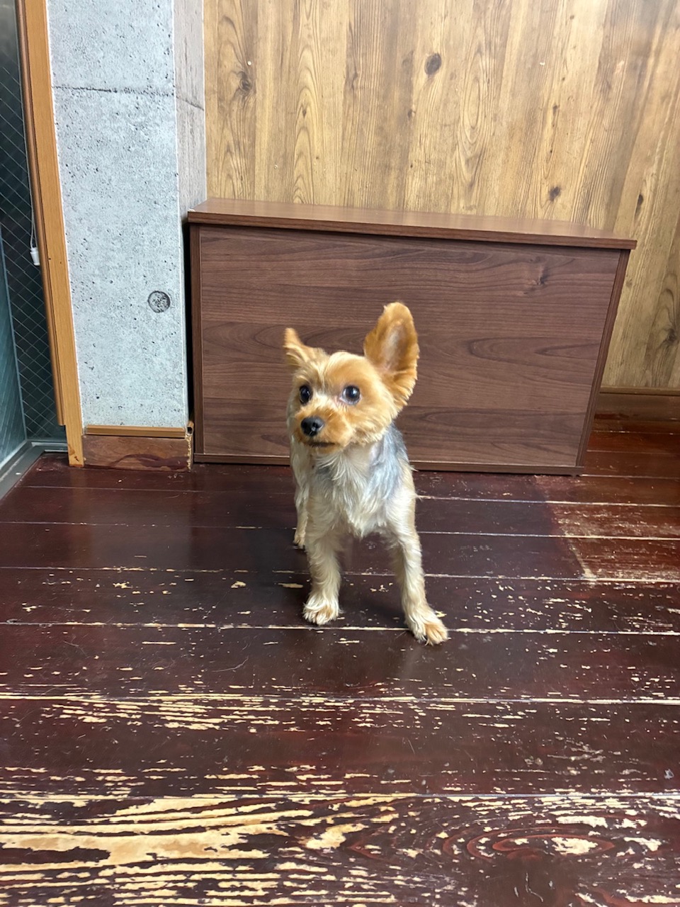 カイちゃん🐶