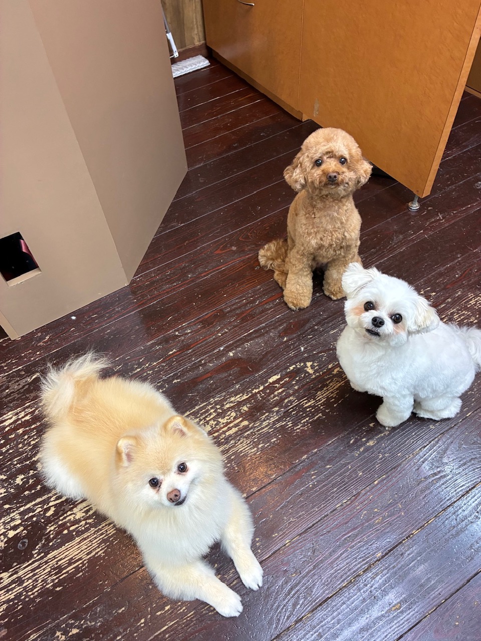 Fuuuちゃんとニコちゃんとペコちゃん🐶🐶🐶