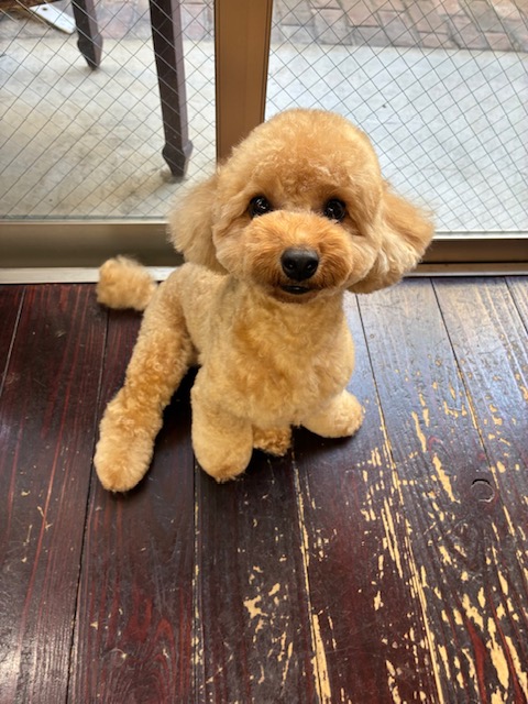 レイちゃん🐩